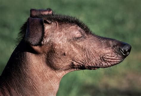 21 Rare & Weird Looking Dog Breeds .